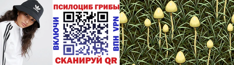 Псилоцибиновые грибы Cubensis  Горно-Алтайск 